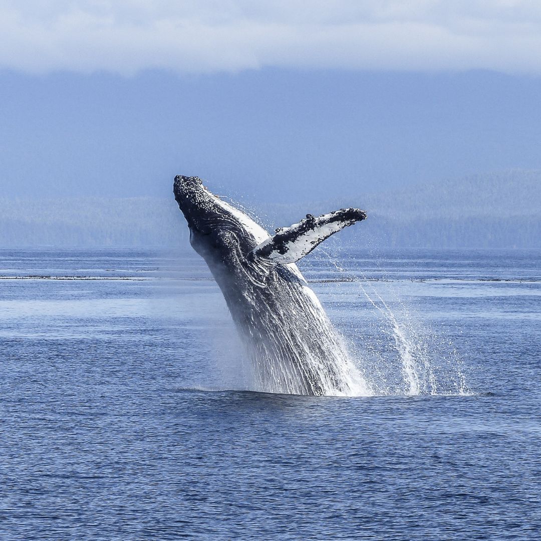 Whale Watching tours 